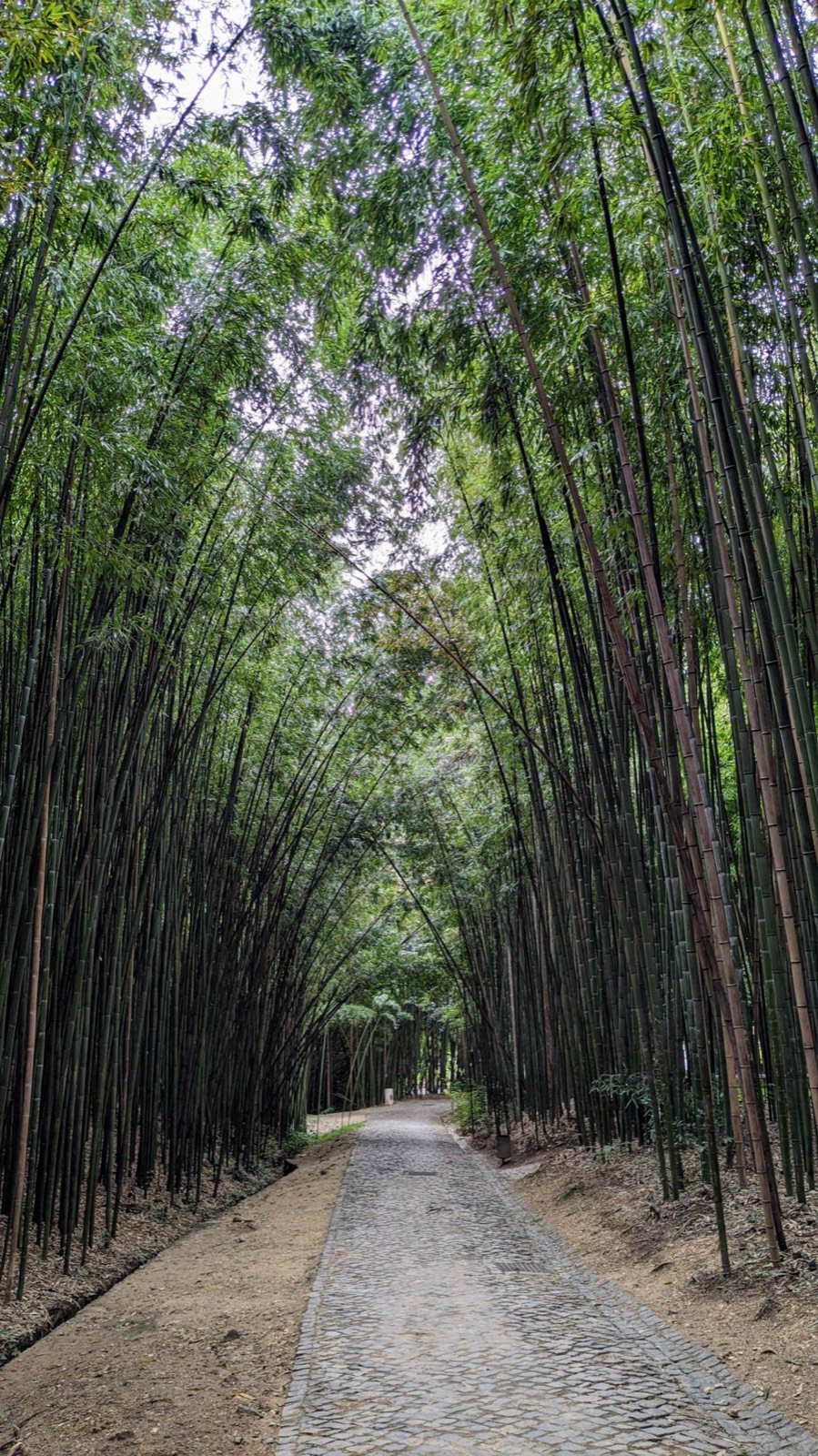 Bamboo Forest inside the Botanical Garden